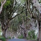 The Dark Hedges