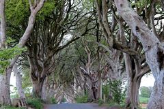 The Dark Hedges