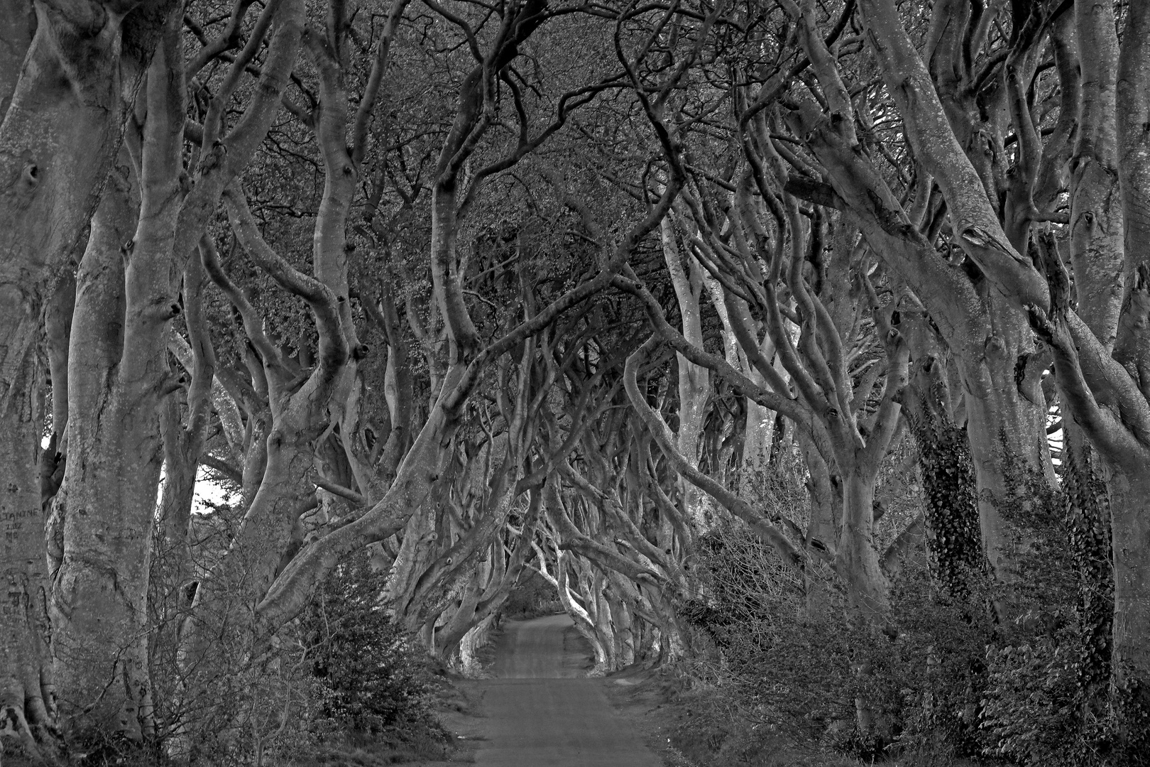 The Dark Hedges