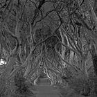 The Dark Hedges