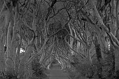 The Dark Hedges