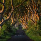 The Dark Hedges, Co. Antrim