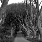 The Dark Hedges