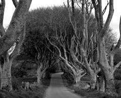 The Dark Hedges