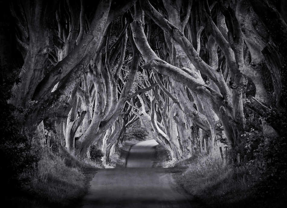 The Dark Hedges