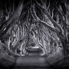 The Dark Hedges