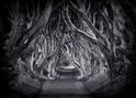 The Dark Hedges von Carsten Meyerdierks 