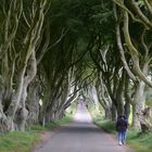 The Dark Hedges