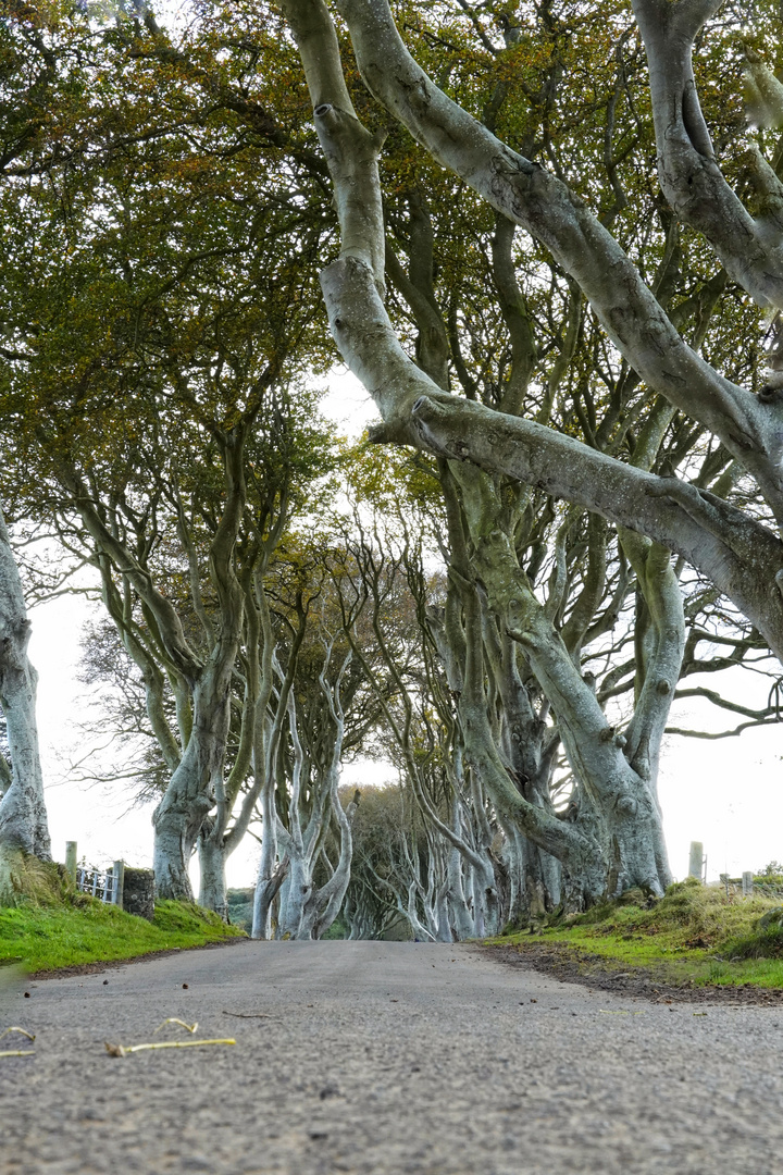 The Dark Hedges