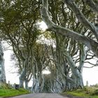 The Dark Hedges