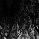 THE DARK HEDGES - der Mythos 