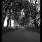 The Dark Hedges