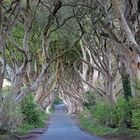 The Dark Hedges