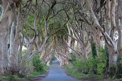 The Dark Hedges