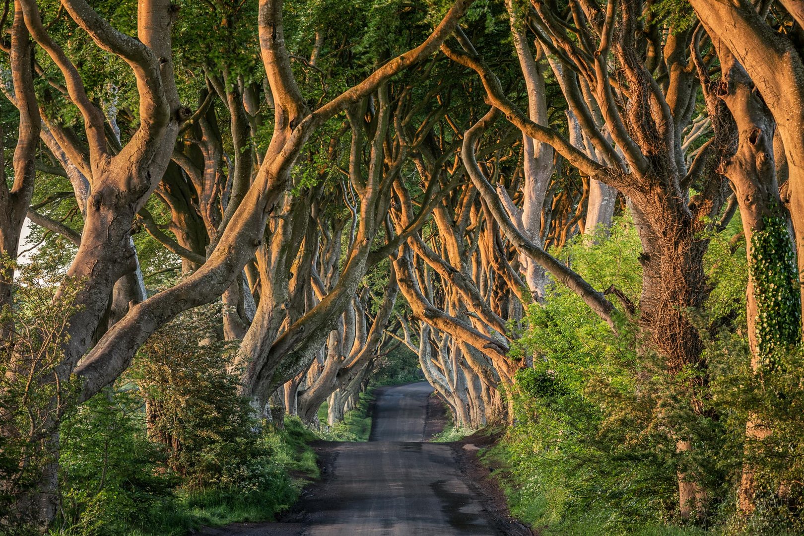 The Dark Hedges