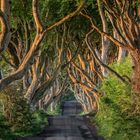 The Dark Hedges