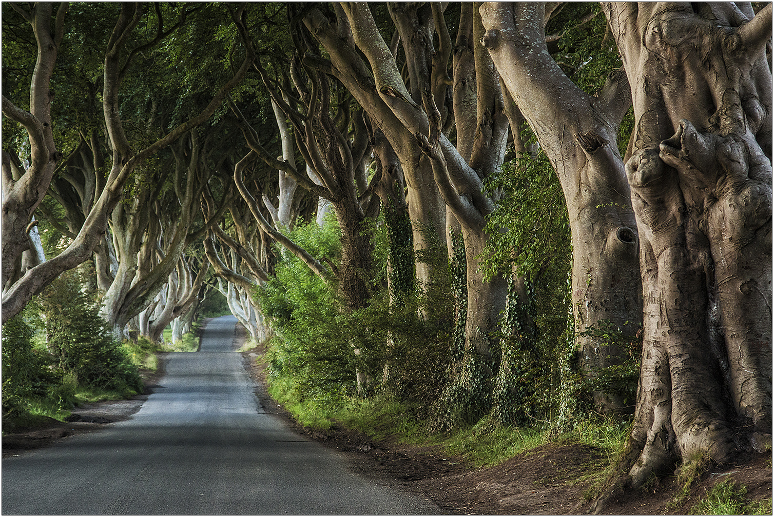 The Dark Hedges