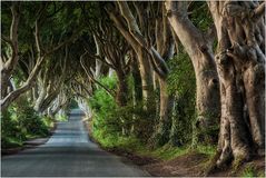 The Dark Hedges