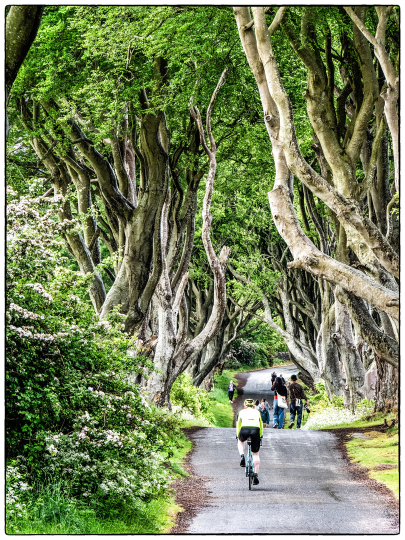 The Dark Hedges