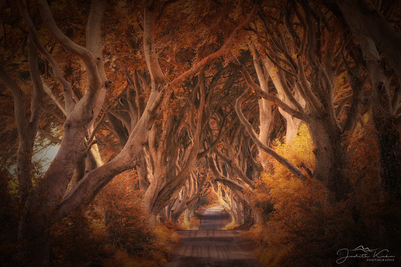 the dark hedges