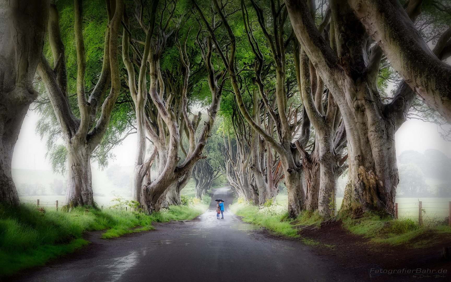 The Dark Hedges