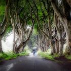 The Dark Hedges