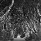 The Dark Hedges II