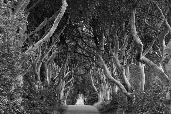 The Dark Hedges II