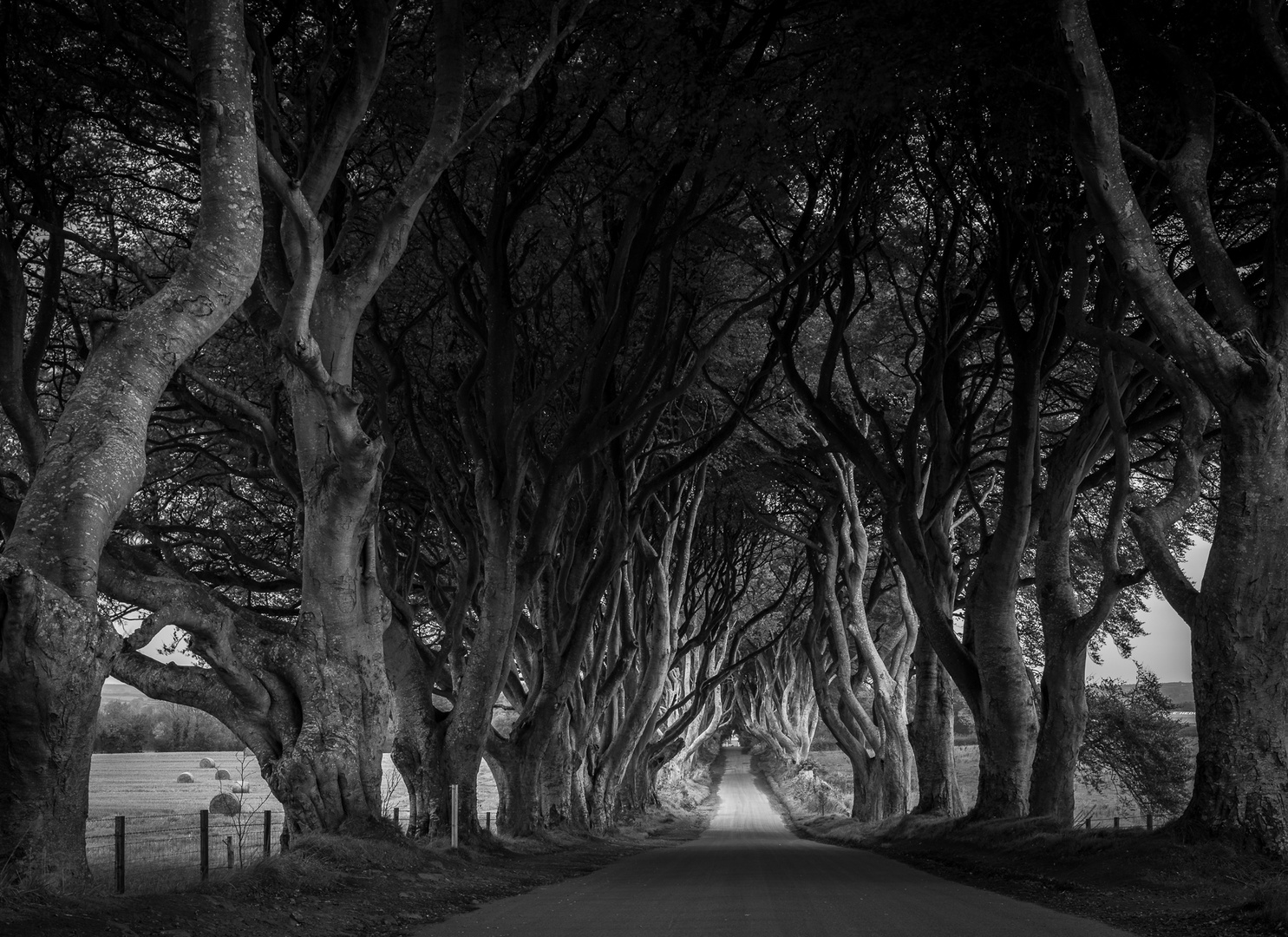 THE DARK HEDGES II