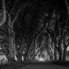 THE DARK HEDGES II