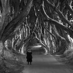 The Dark Hedges II