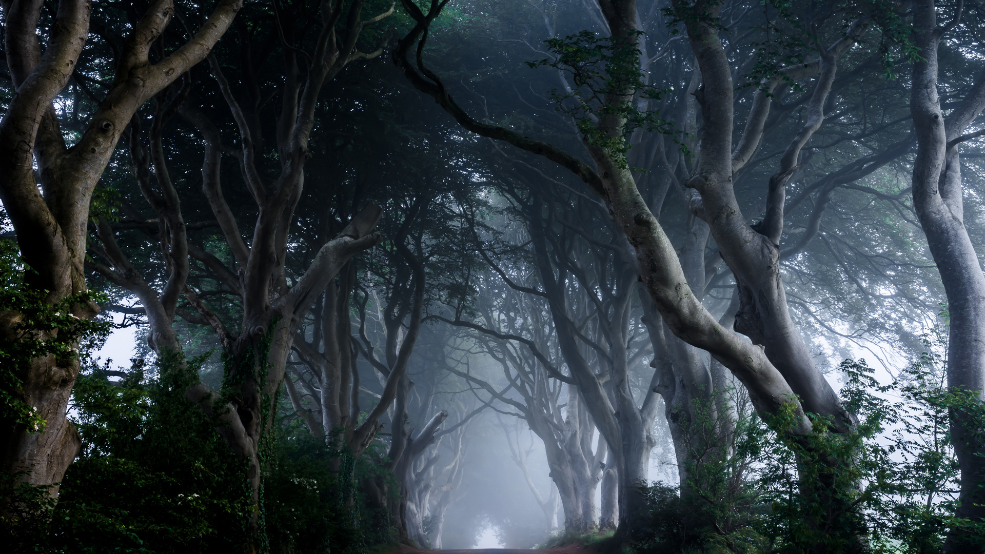 The Dark Hedges (Irland) (2018)