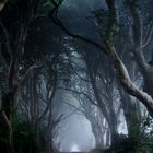 The Dark Hedges (Irland) (2018)