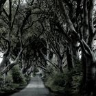 The Dark Hedges - Nordirland