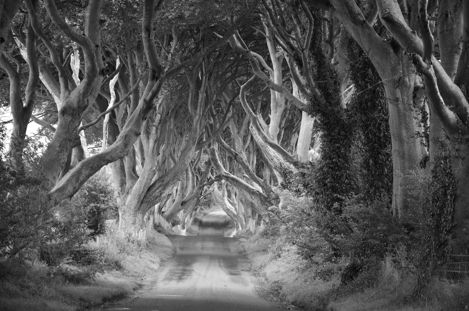 The Dark Hedges - Northern Ireland