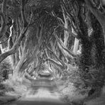 The Dark Hedges - Northern Ireland