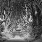 The Dark Hedges - Northern Ireland