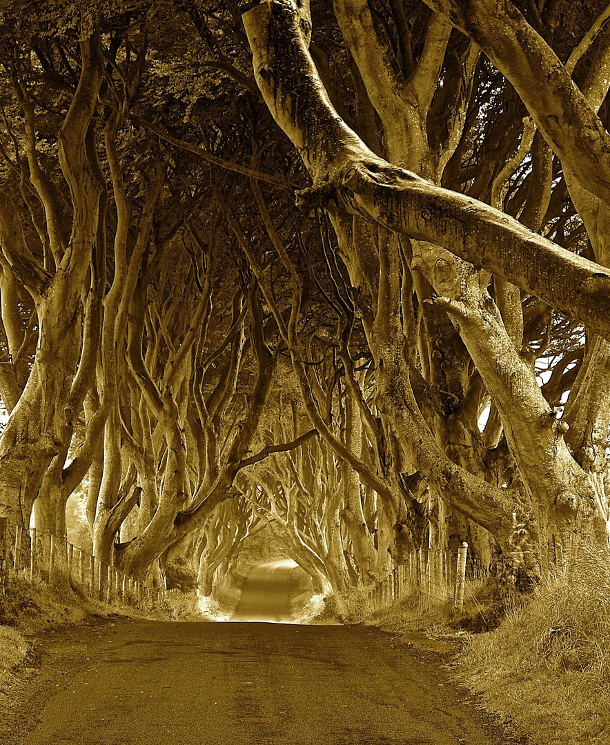 The Dark Hedges SW