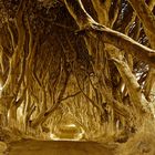 The Dark Hedges SW