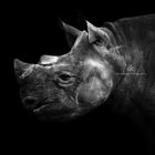 The Dark Side of Animals - Rhino II