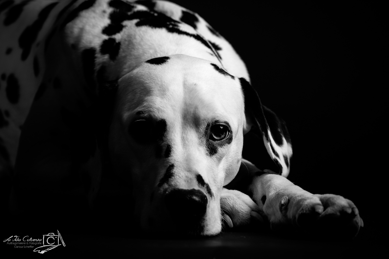 The Dark Side of the Dalmatian