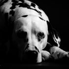 The Dark Side of the Dalmatian