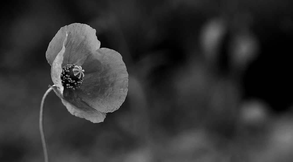 the dark side of the mohn.