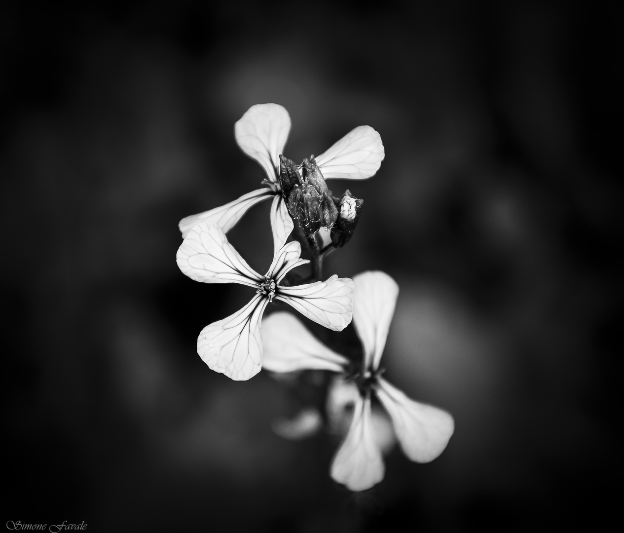 The Dark Soul of a Flower 2