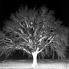 The dark Tree