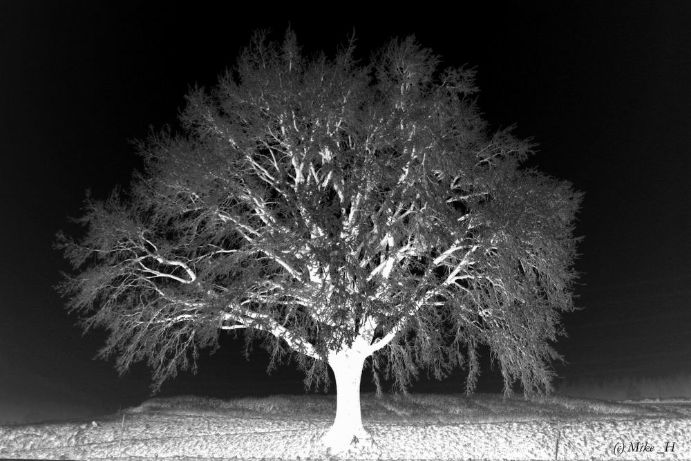 The dark Tree