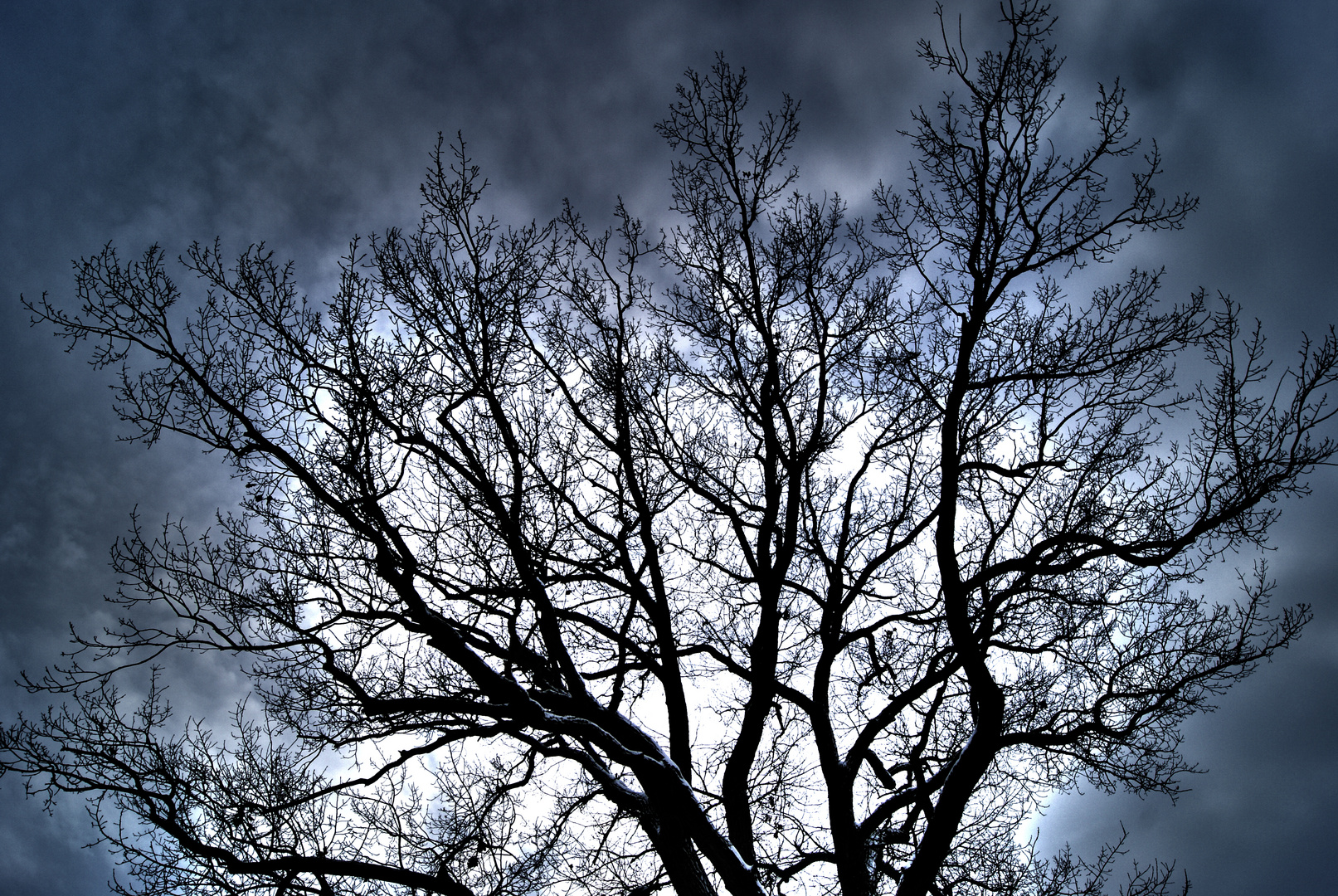 The Dark Tree