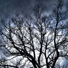 The Dark Tree