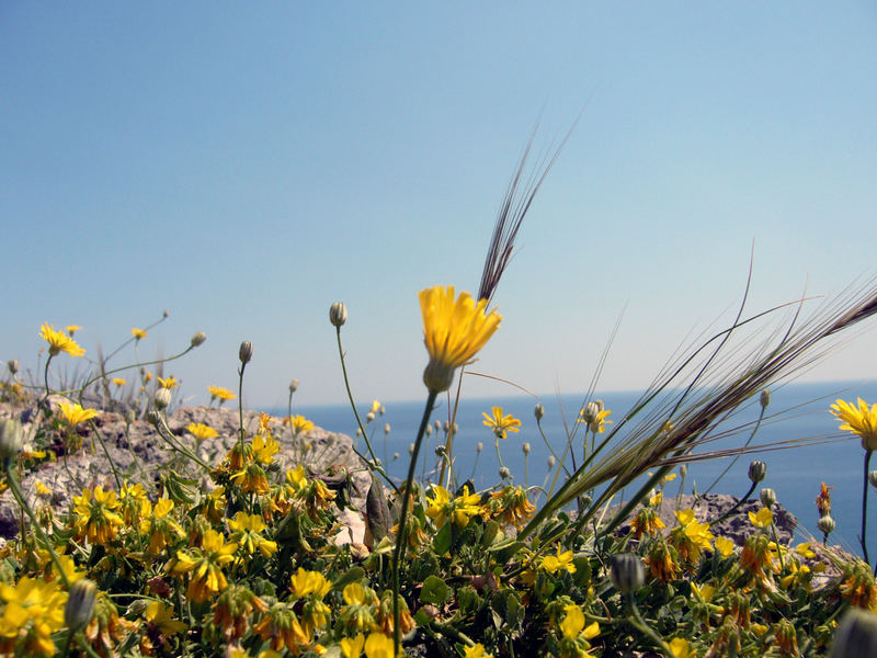 the day a daisy touched the sky