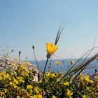 the day a daisy touched the sky